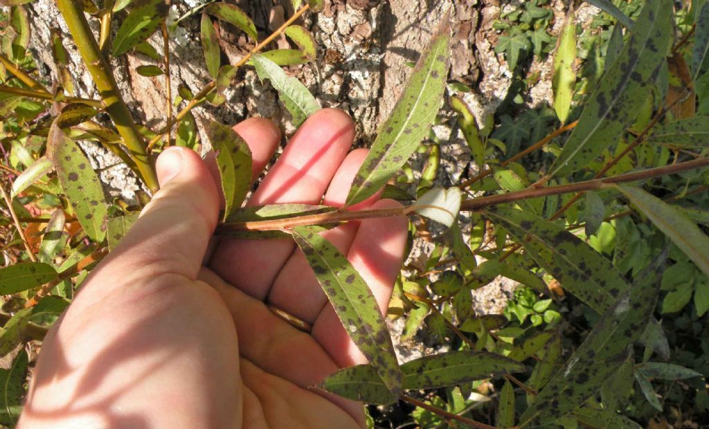 Altezza del salice: 12 m