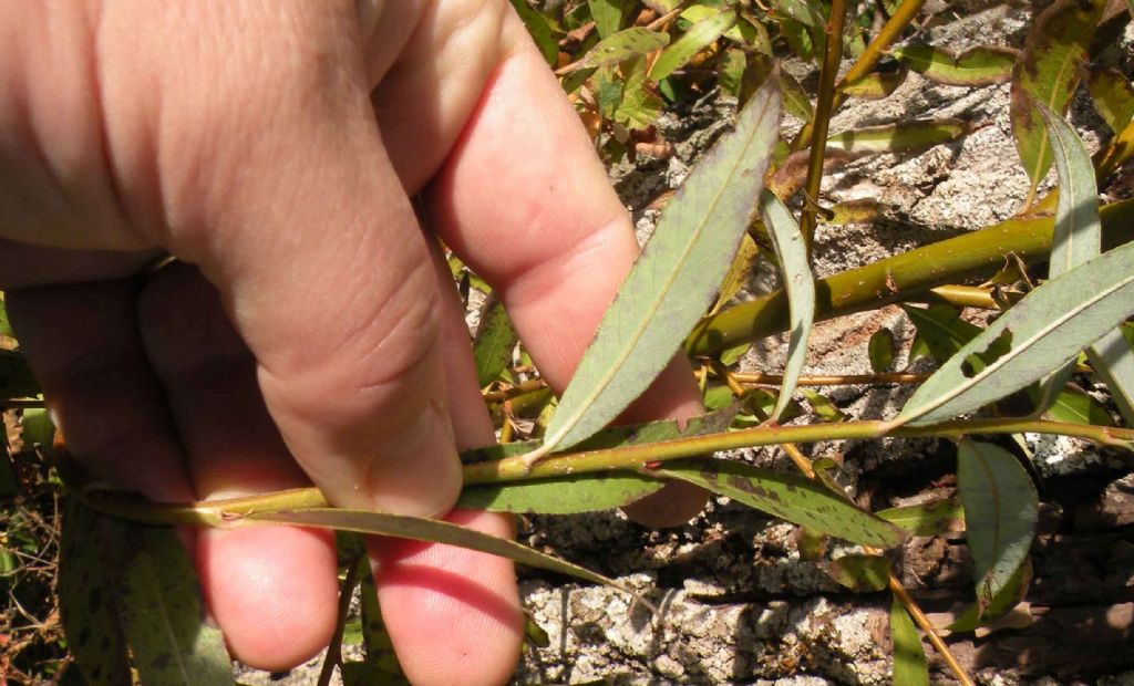 Altezza del salice: 12 m