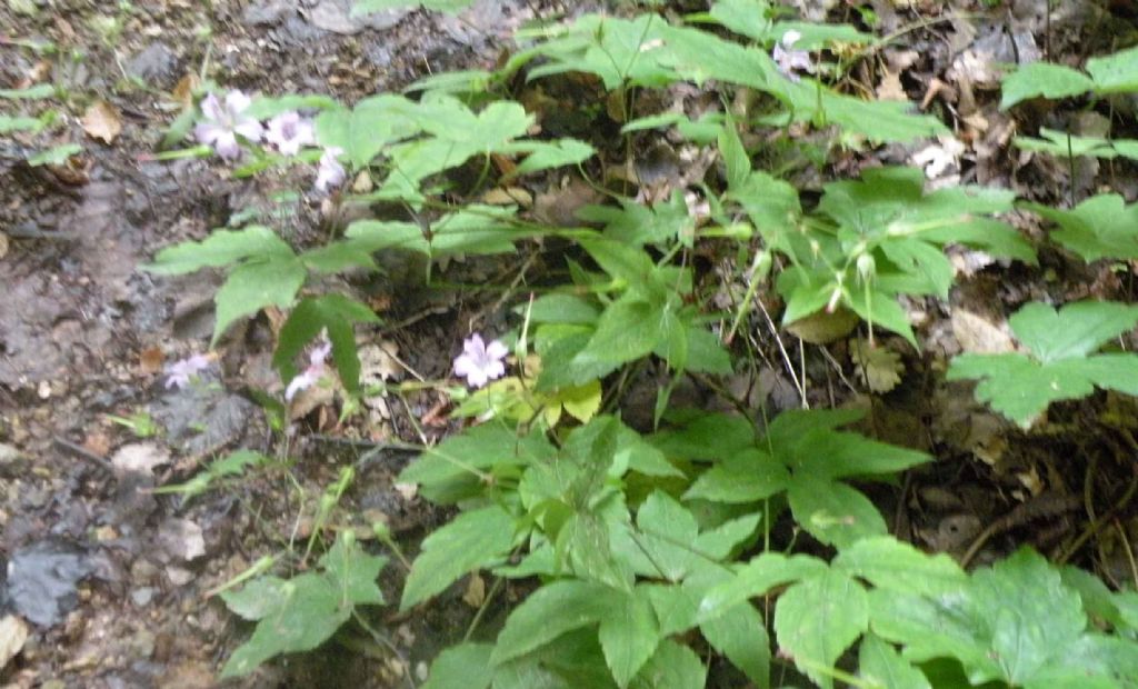 Geranium nodosum (Geraniaceae)