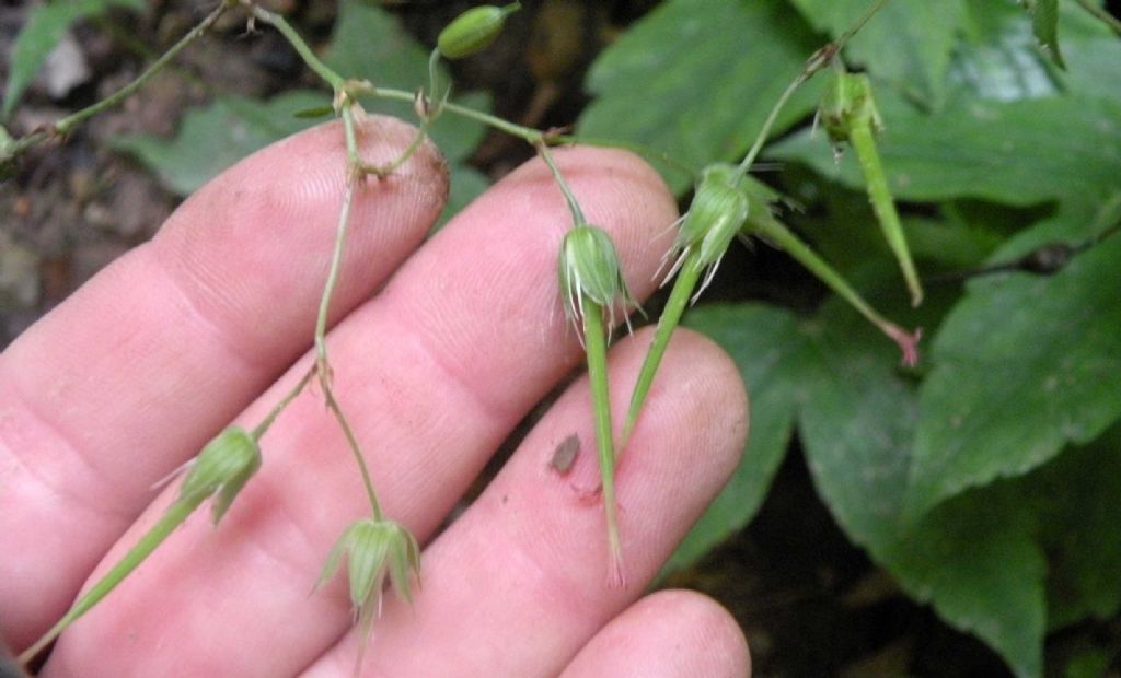 Geranium nodosum (Geraniaceae)