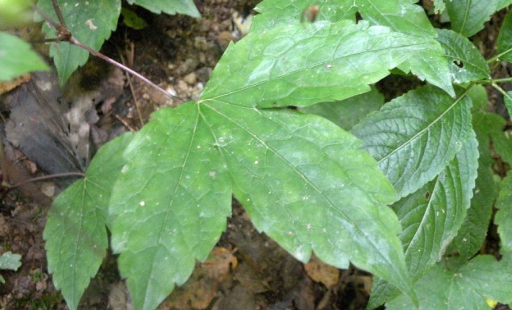 Geranium nodosum (Geraniaceae)