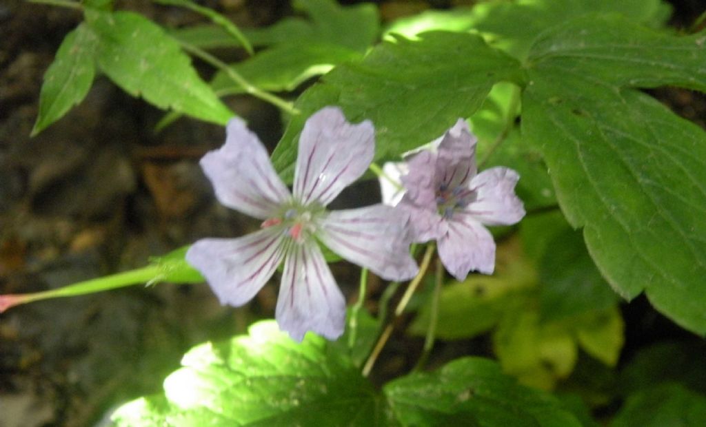 Geranium nodosum (Geraniaceae)