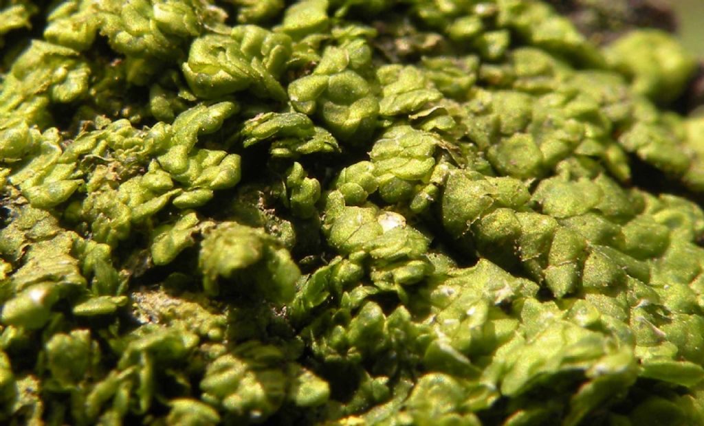 Radula probabilmente complanata?