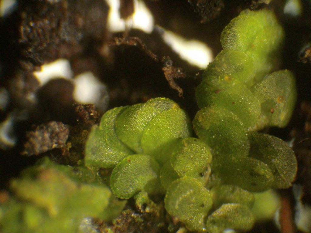 Radula probabilmente complanata?