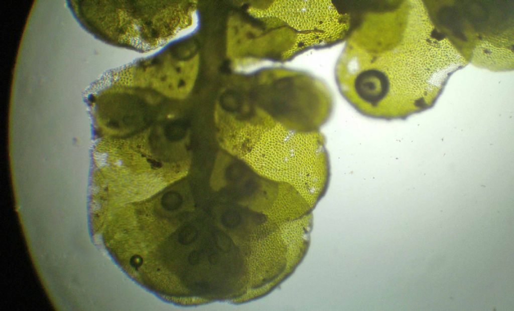 Radula probabilmente complanata?