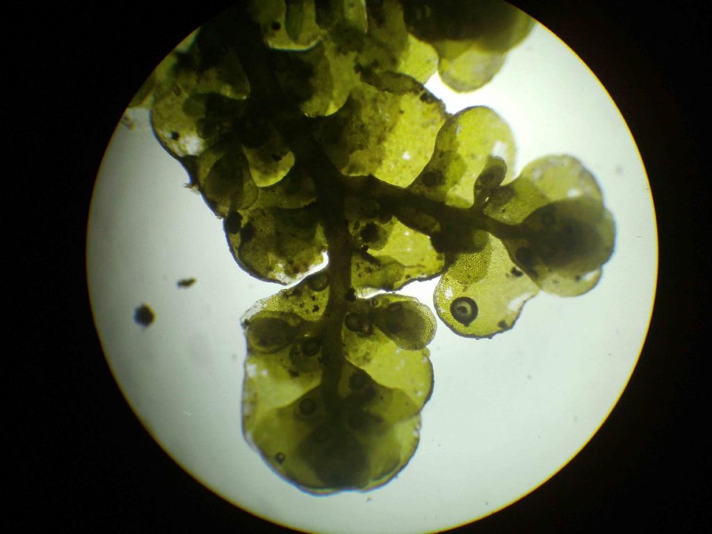 Radula probabilmente complanata?