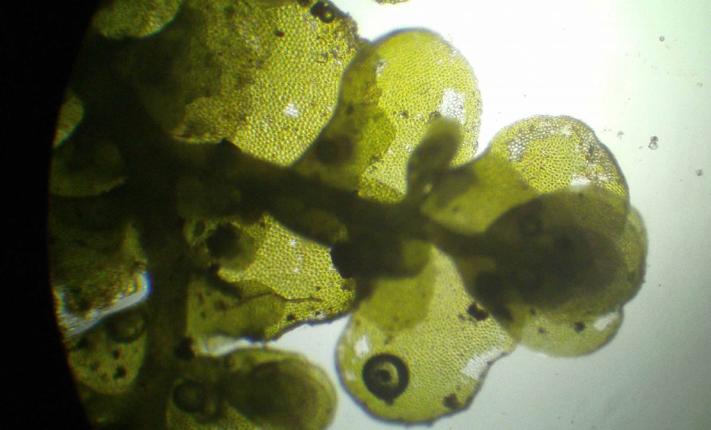 Radula probabilmente complanata?