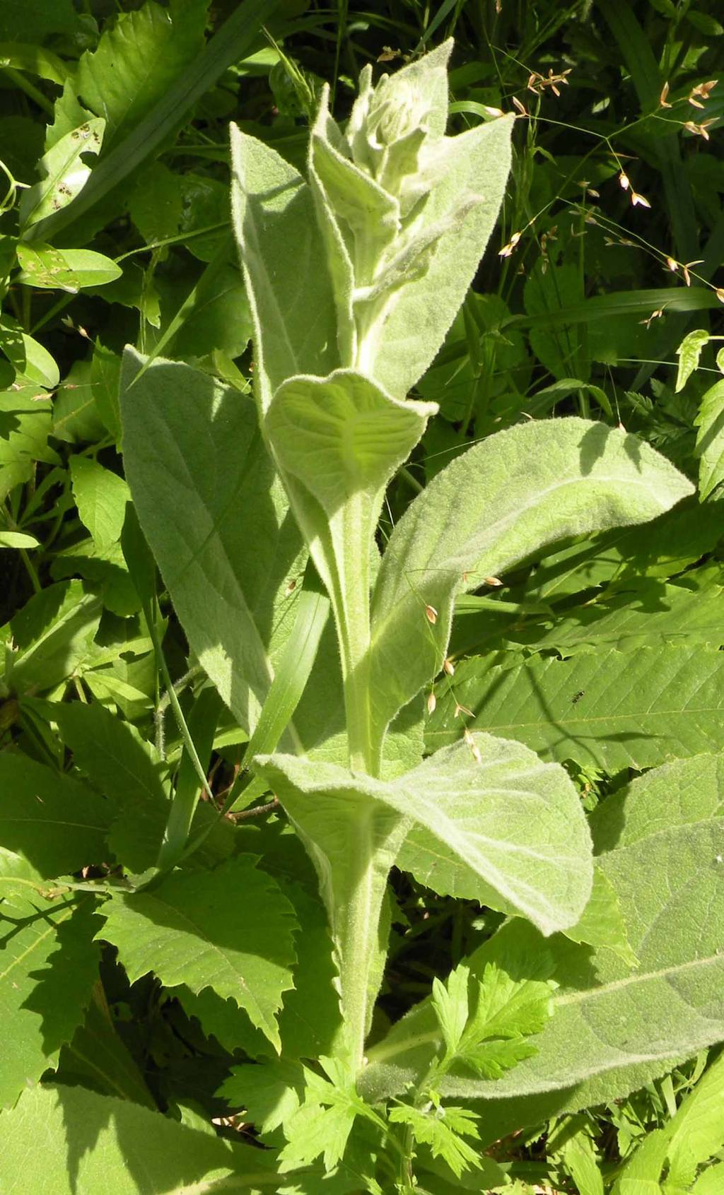 Secondo voi, � un Verbascum? si, cfr. tapsus