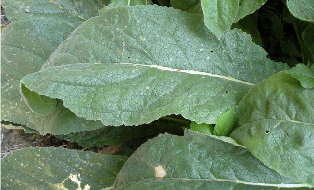 Secondo voi, � un Verbascum? si, cfr. tapsus
