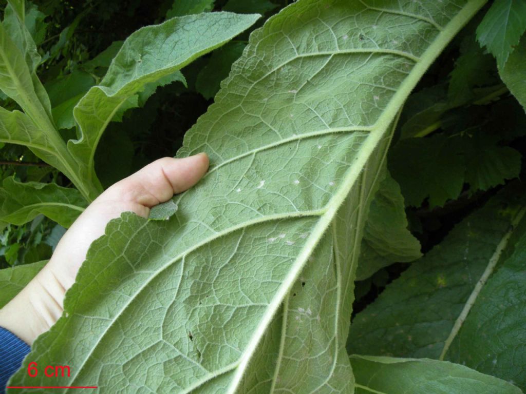 Secondo voi, � un Verbascum? si, cfr. tapsus