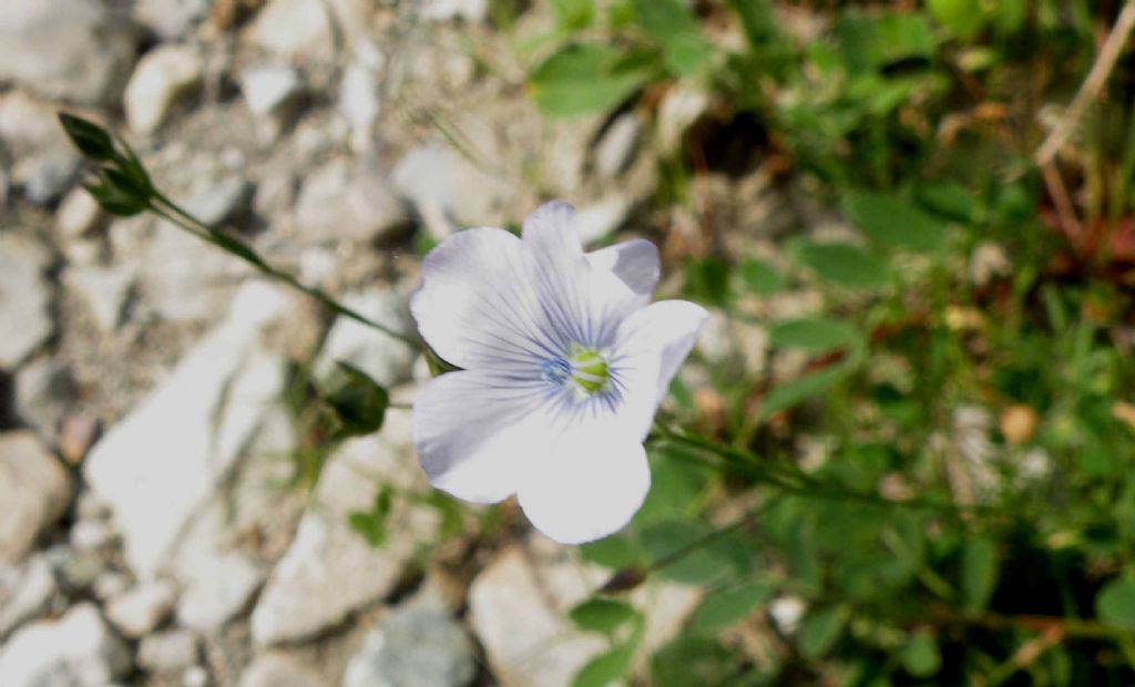 La mia ipotesi: Linum tenuifolium...no, Linum bienne