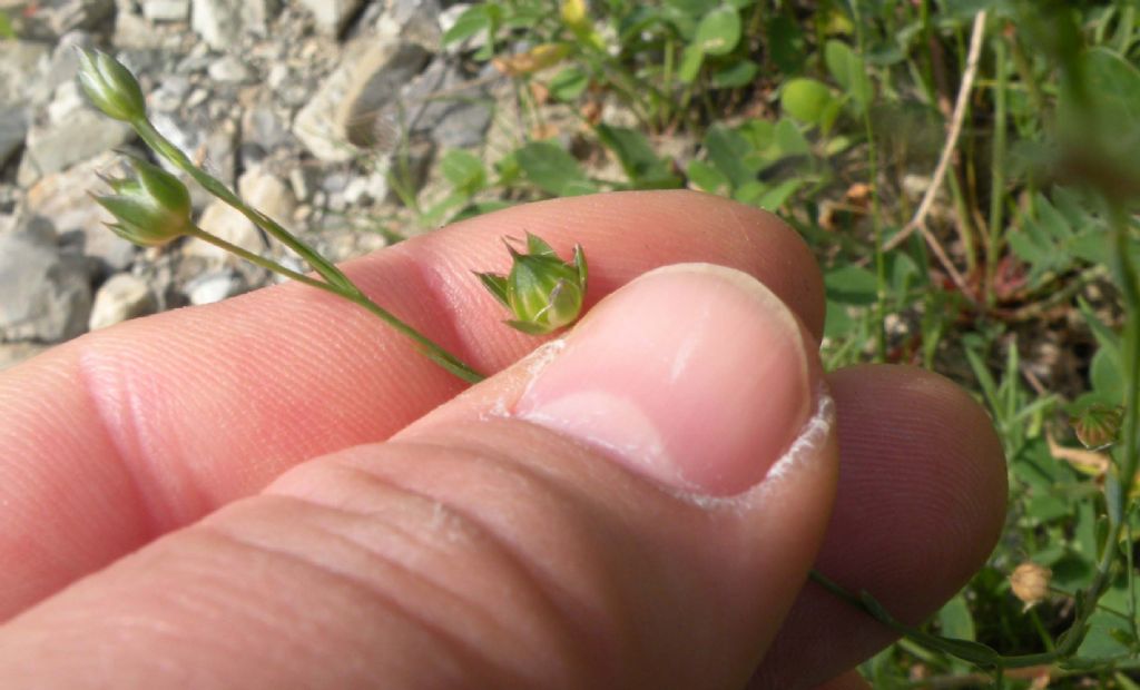 La mia ipotesi: Linum tenuifolium...no, Linum bienne