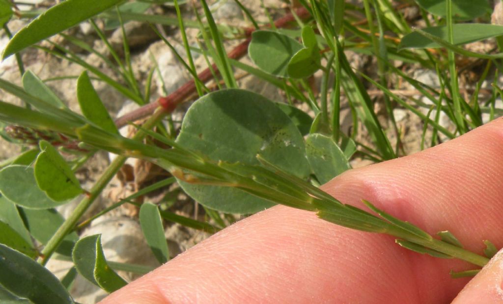 La mia ipotesi: Linum tenuifolium...no, Linum bienne