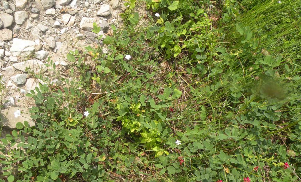 La mia ipotesi: Linum tenuifolium...no, Linum bienne