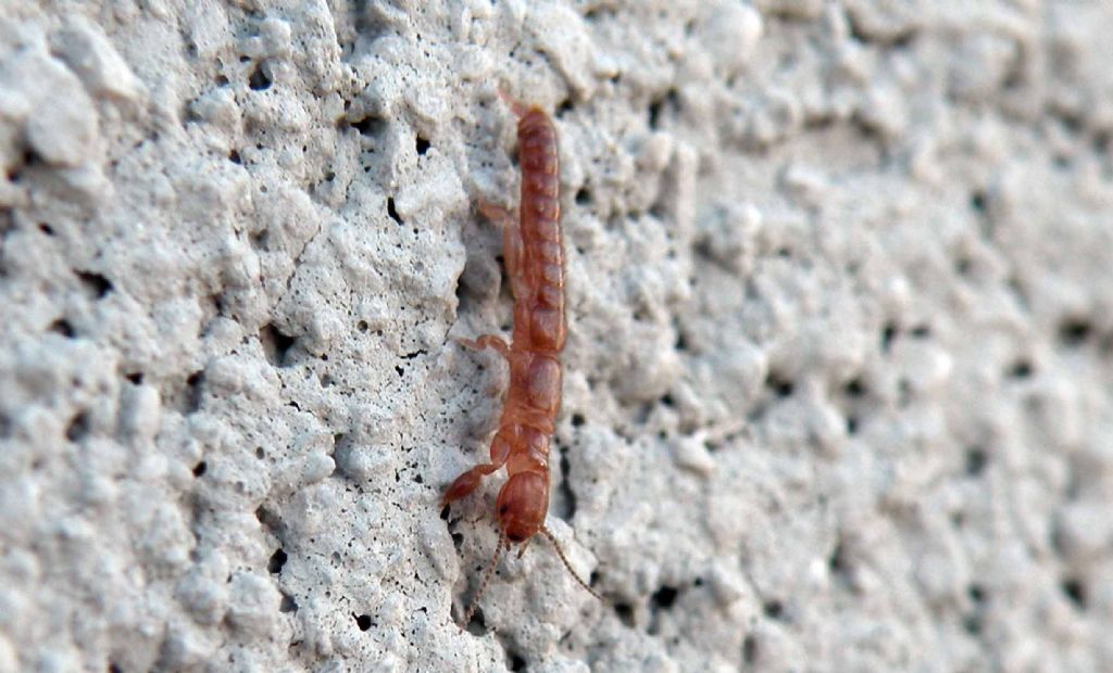 Da Montepellier (Francia):    Haploembia solieri (Oligotomidae)