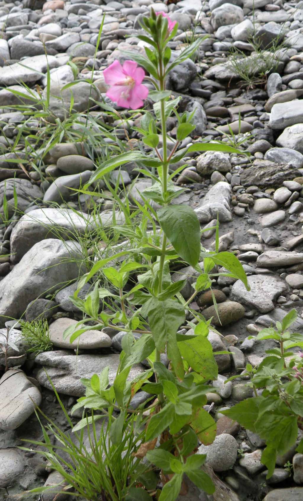 Epilobium hirsutum