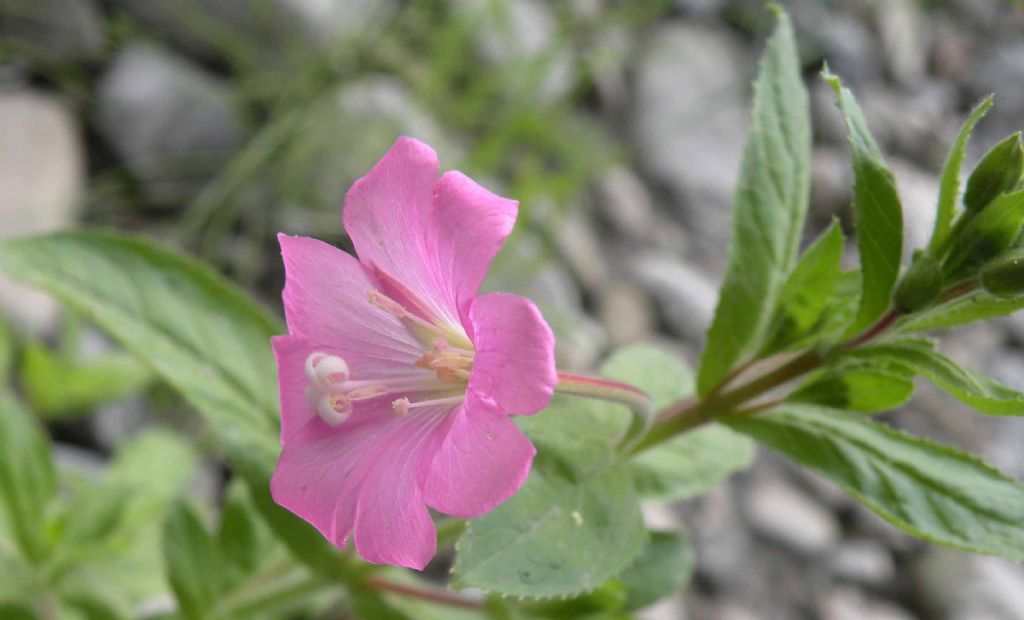 Epilobium hirsutum