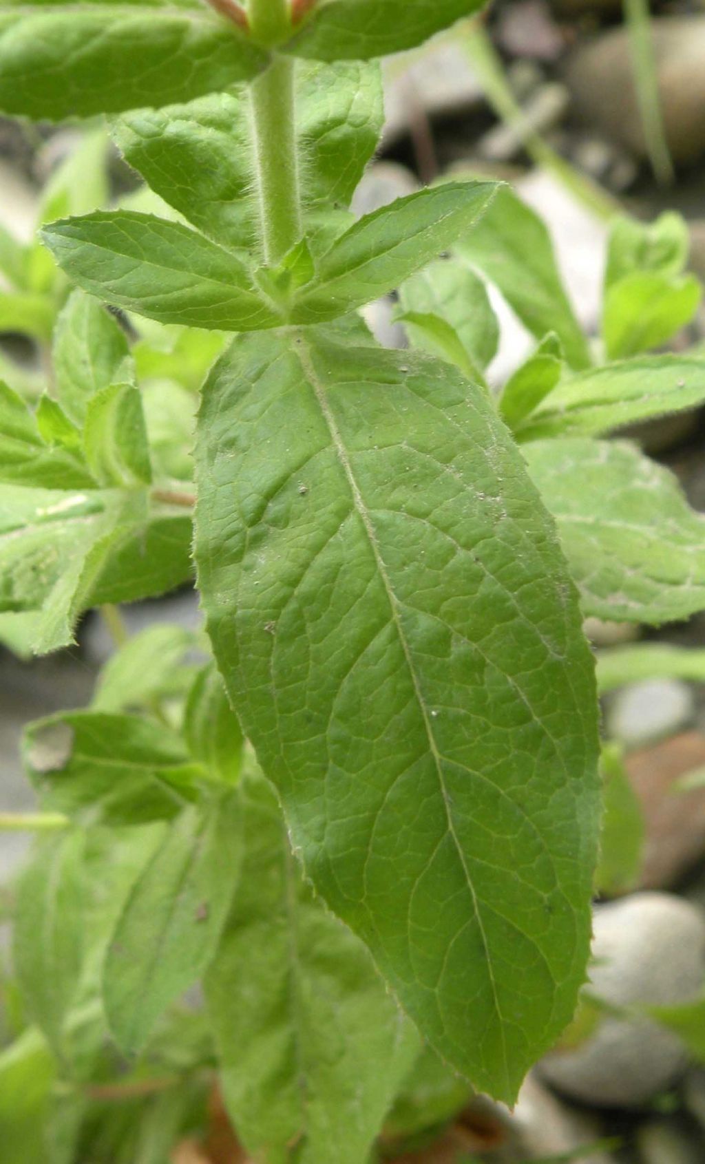 Epilobium hirsutum