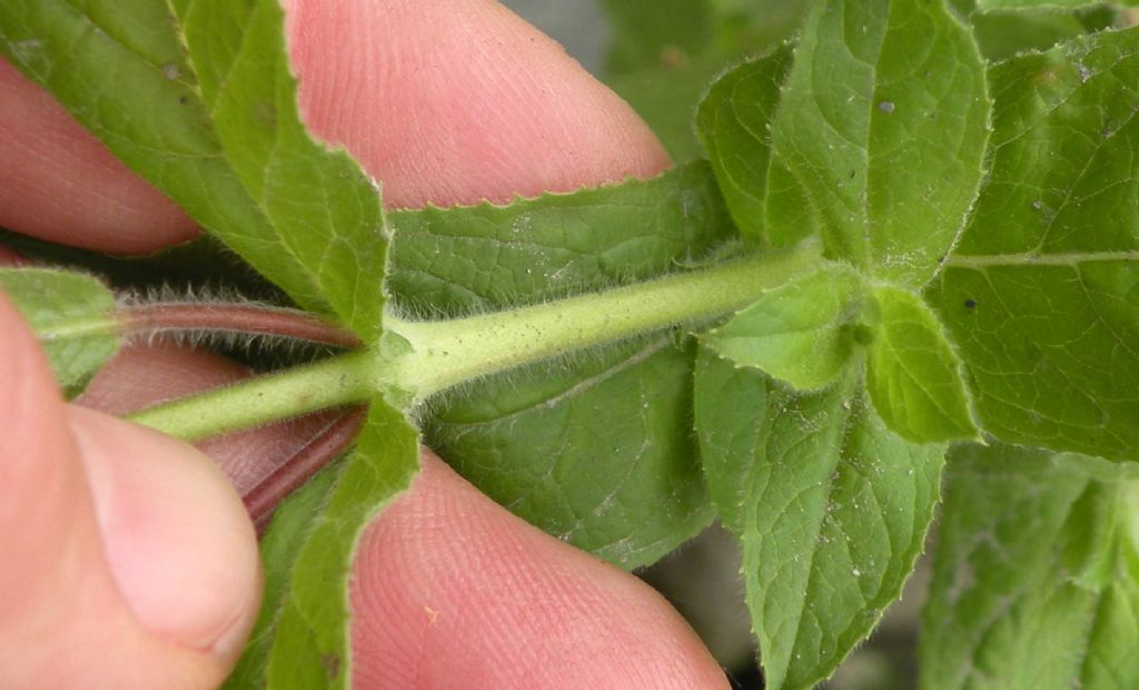 Epilobium hirsutum