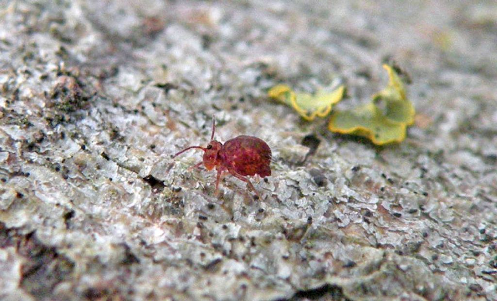 Gialli oppure rossi, forse Sminthuridae?