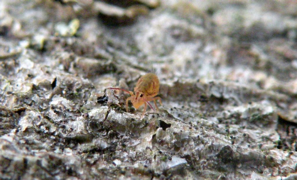 Gialli oppure rossi, forse Sminthuridae?