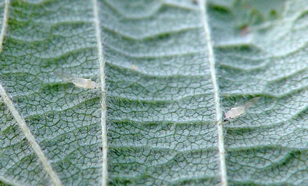 Afidi del nocciolo:  Myzocallis (Myzocallis) coryli