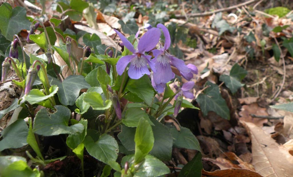 Viola reichenbachiana