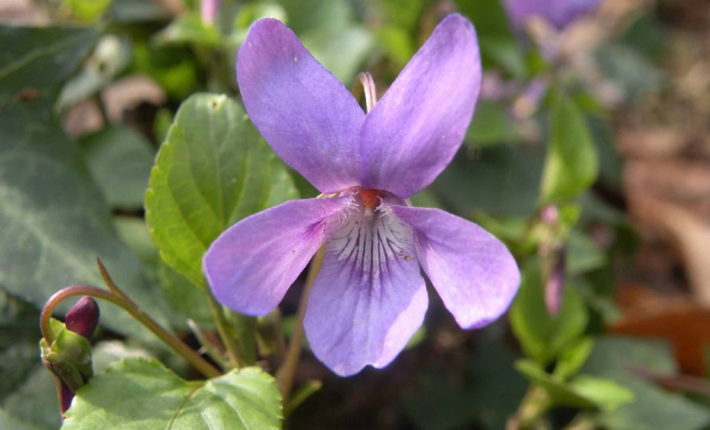 Viola reichenbachiana