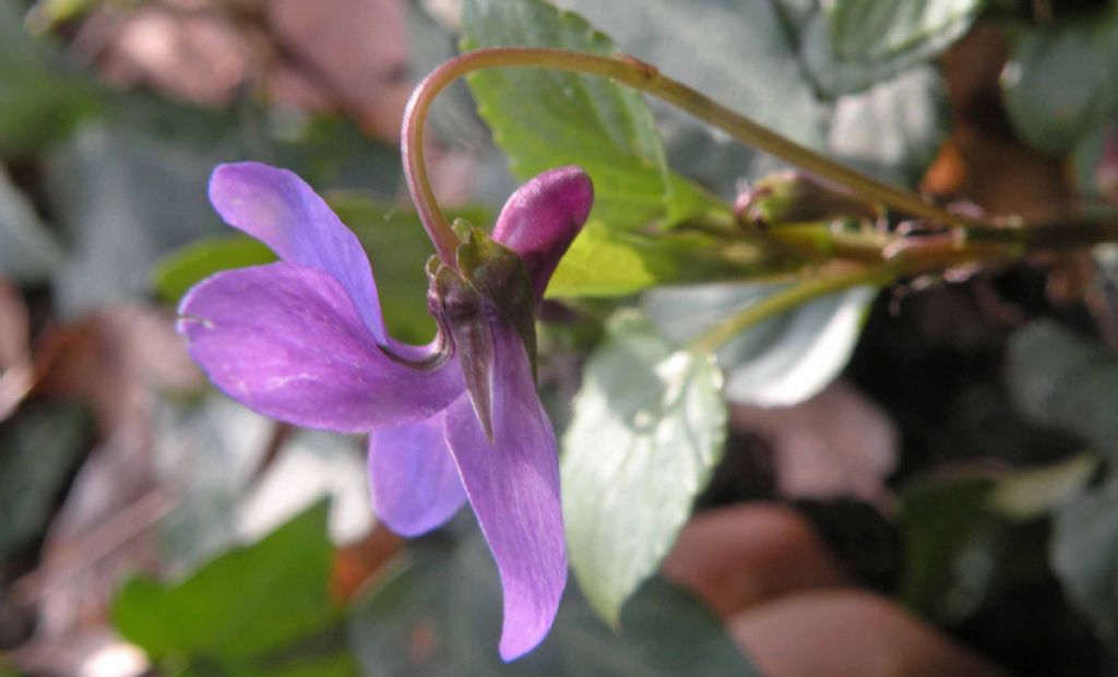 Viola reichenbachiana