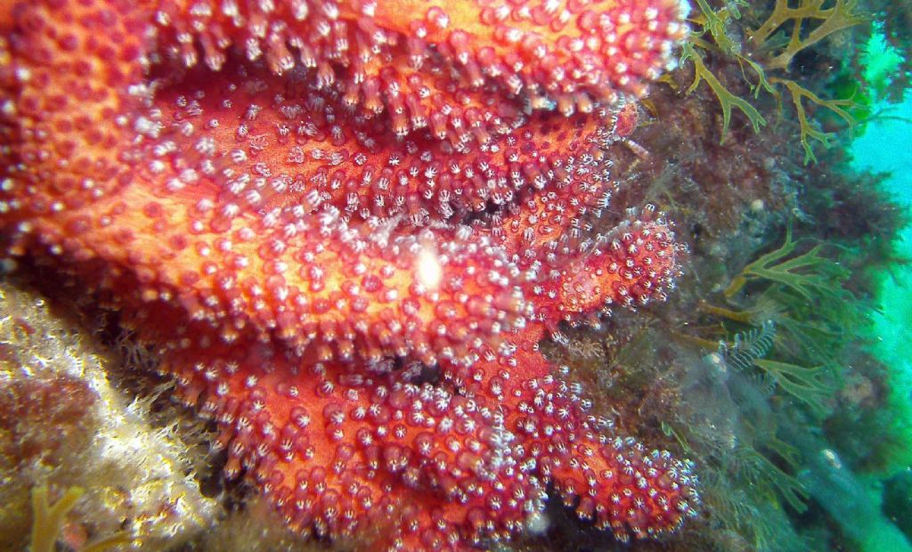 Due Alcyonium dalle isole Medes