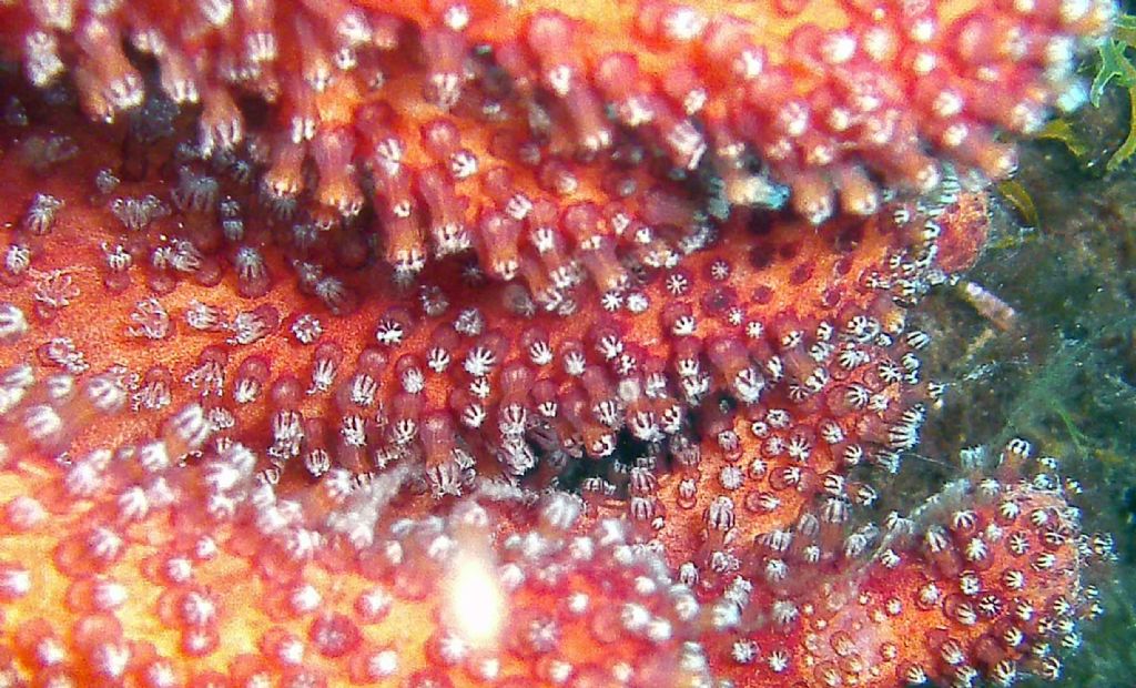 Due Alcyonium dalle isole Medes