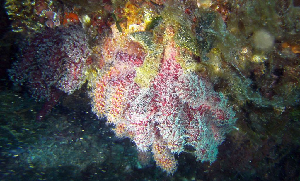 Due Alcyonium dalle isole Medes