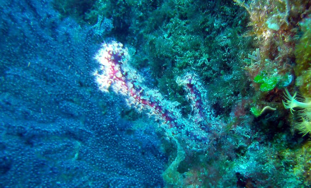 Due Alcyonium dalle isole Medes