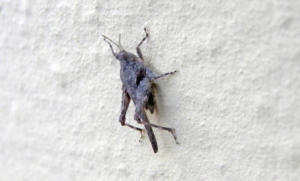 Tetrigidae:   Tetrix tenuicornis