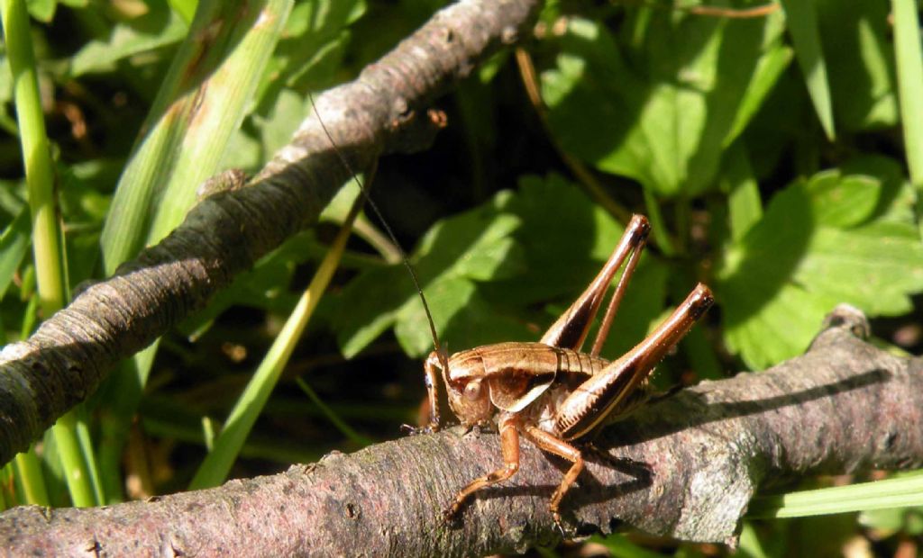 Tettigoniidae: Pholidoptera griseoaptera in vari stadi di sviluppo?   S!