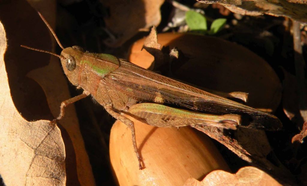 Locusta migratoria?             No,  Aiolopus strepens strepens