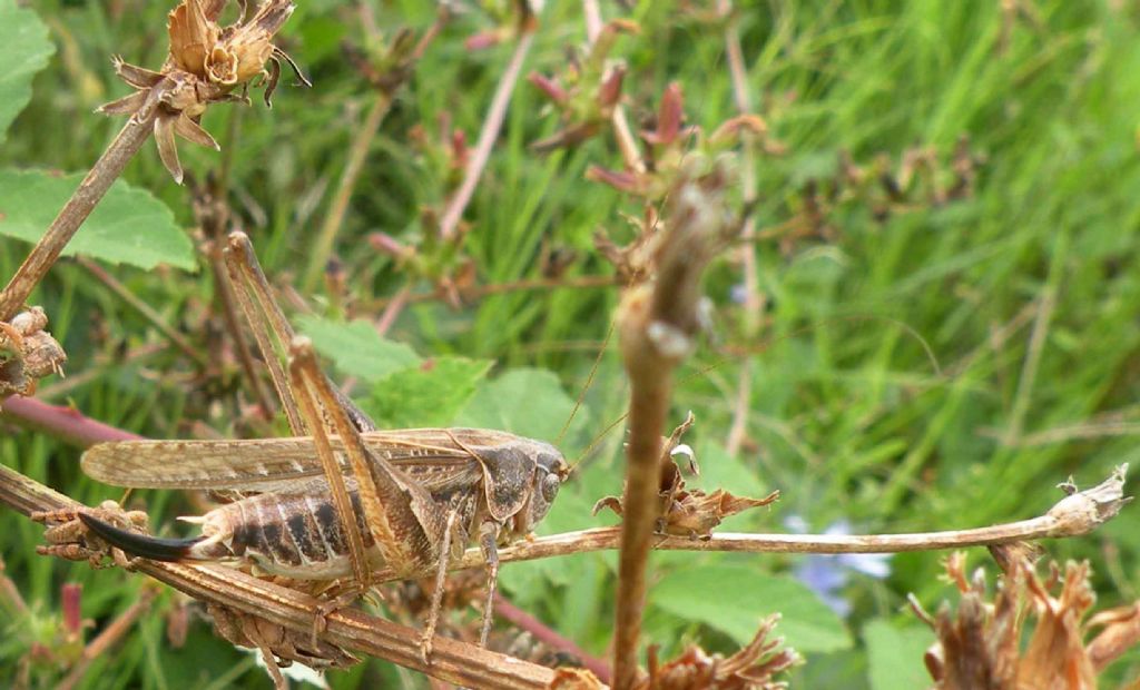 Montana stricta ?  No, Platycleis cfr. affinis