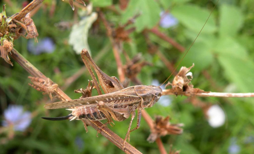 Montana stricta ?  No, Platycleis cfr. affinis