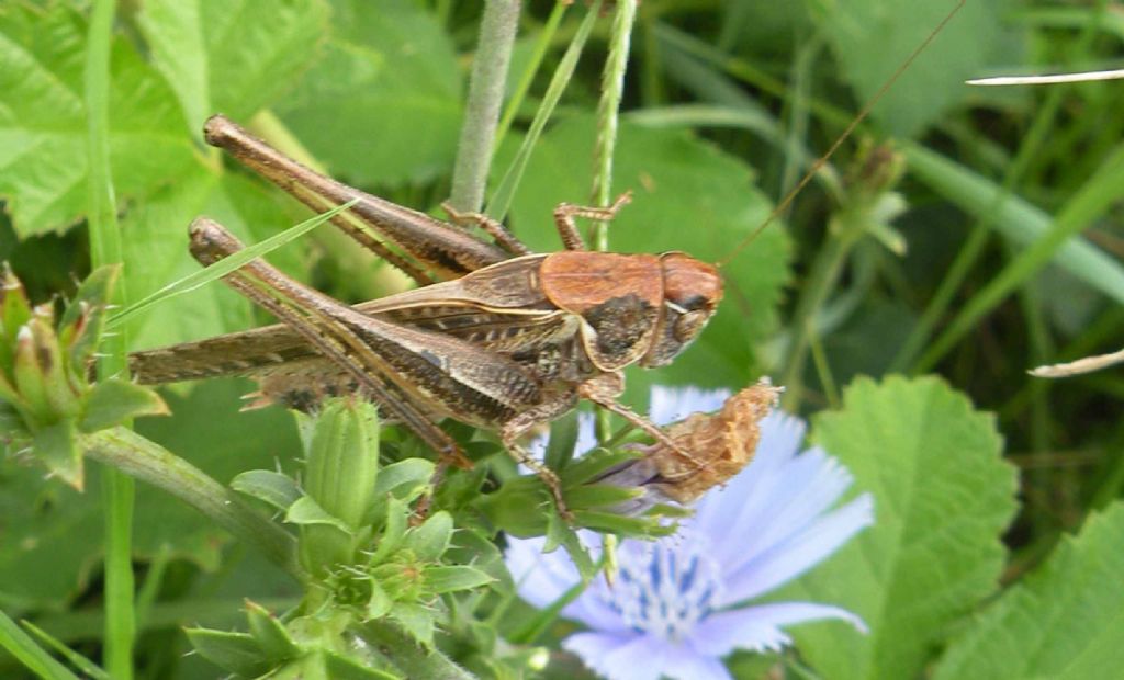 Montana stricta ?  No, Platycleis cfr. affinis