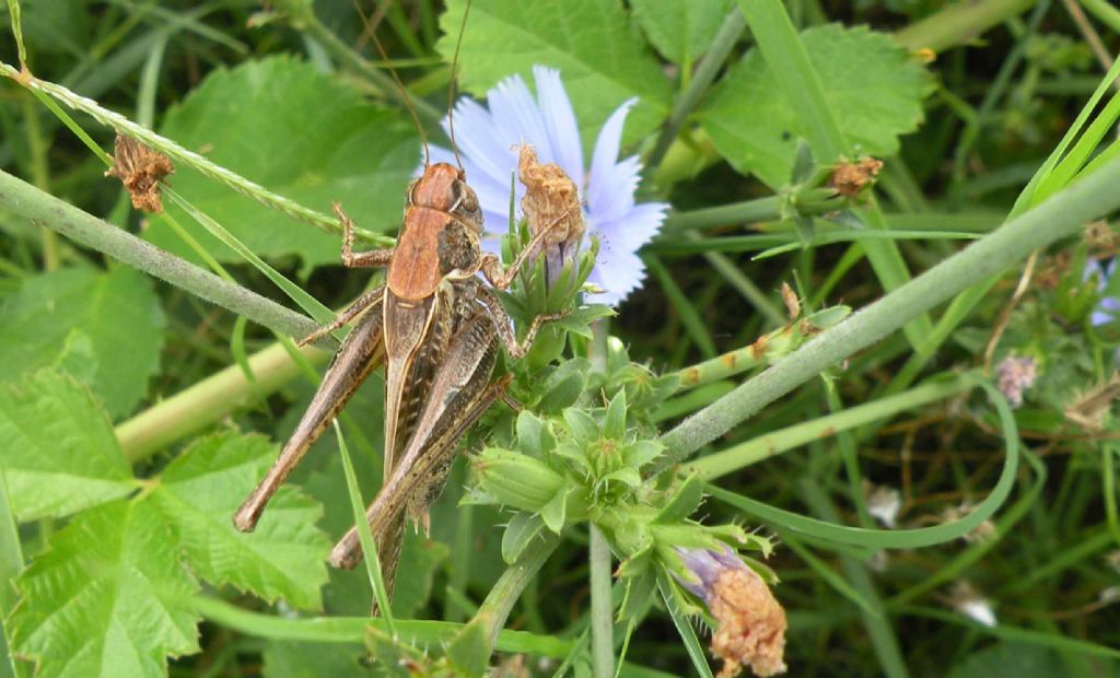 Montana stricta ?  No, Platycleis cfr. affinis