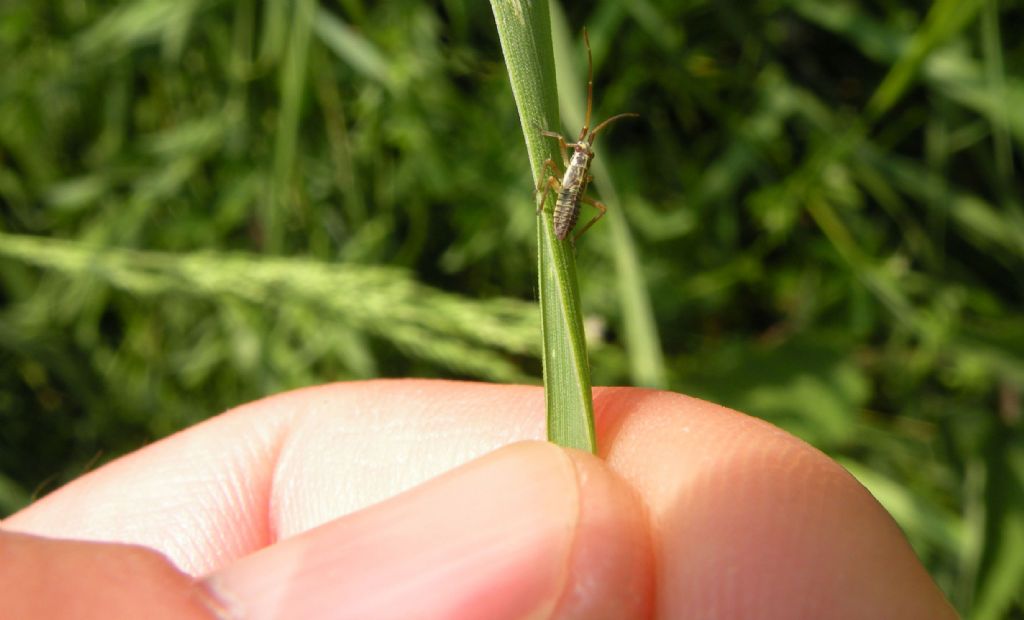 Miridae: ninfa di Leptopterna dolabrata