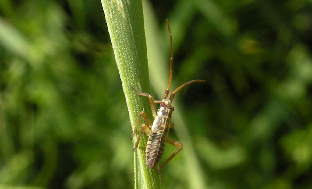 Miridae: ninfa di Leptopterna dolabrata