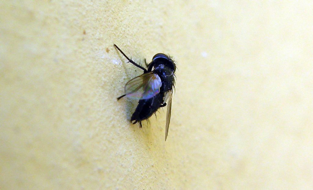 Una moschina paziente
