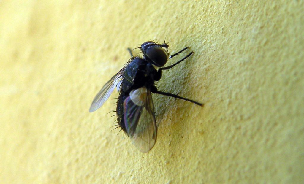 Una moschina paziente