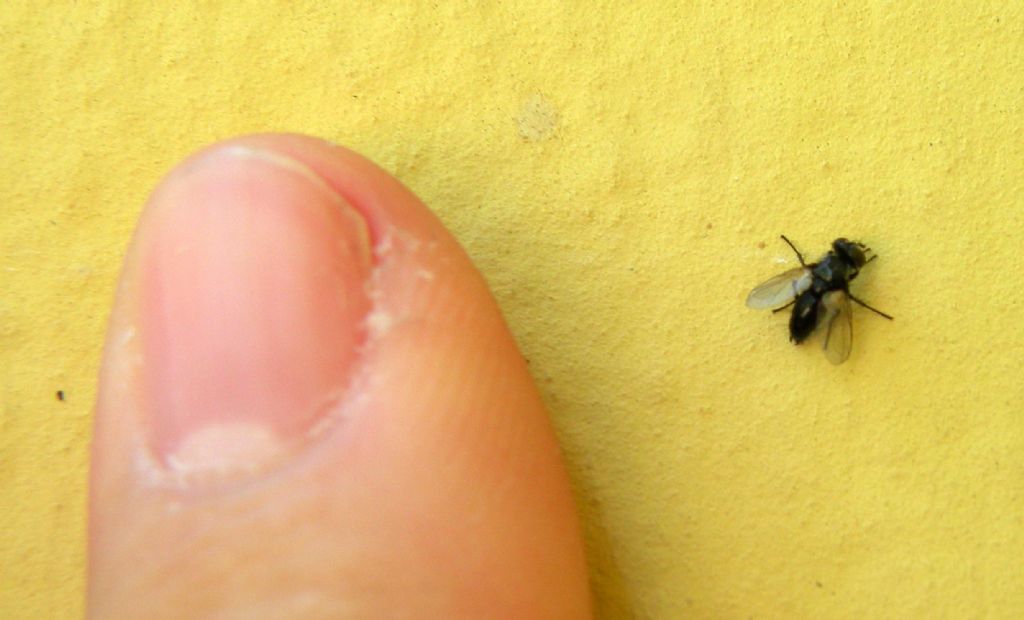 Una moschina paziente