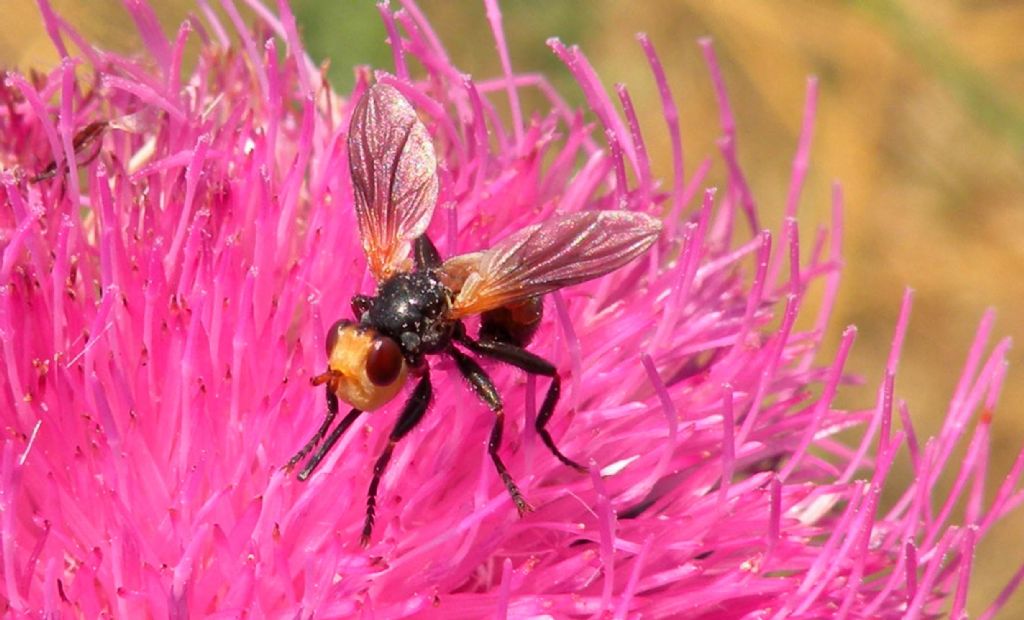 Assomiglia a Melanosoma bicolor...