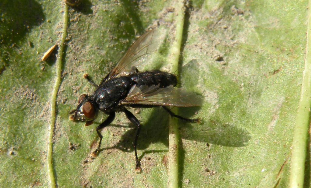 Sarcophagidae:  cfr. Sarcophaga sp., maschio