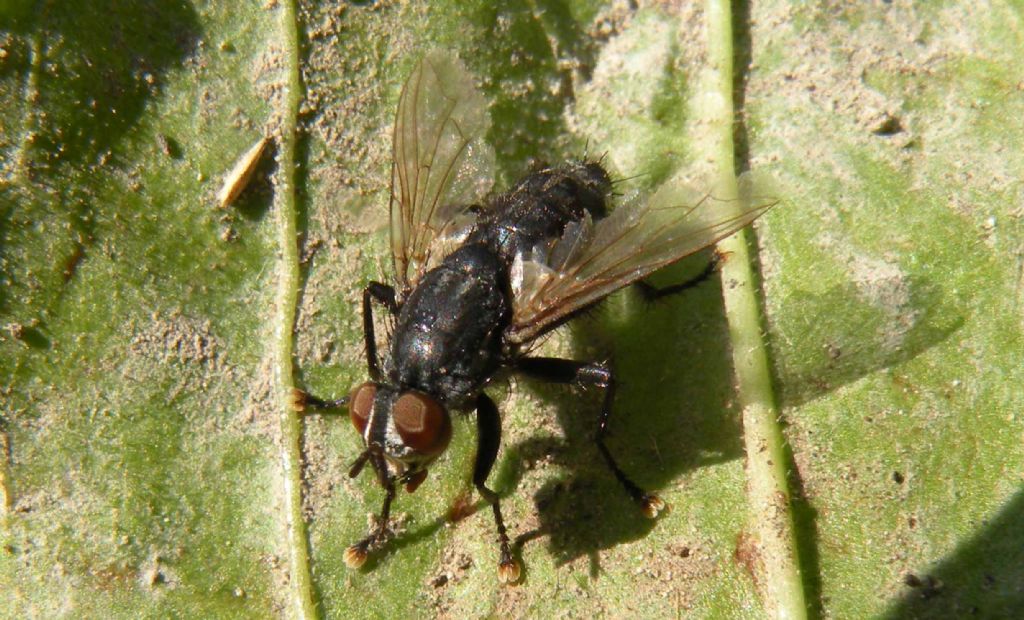 Sarcophagidae:  cfr. Sarcophaga sp., maschio