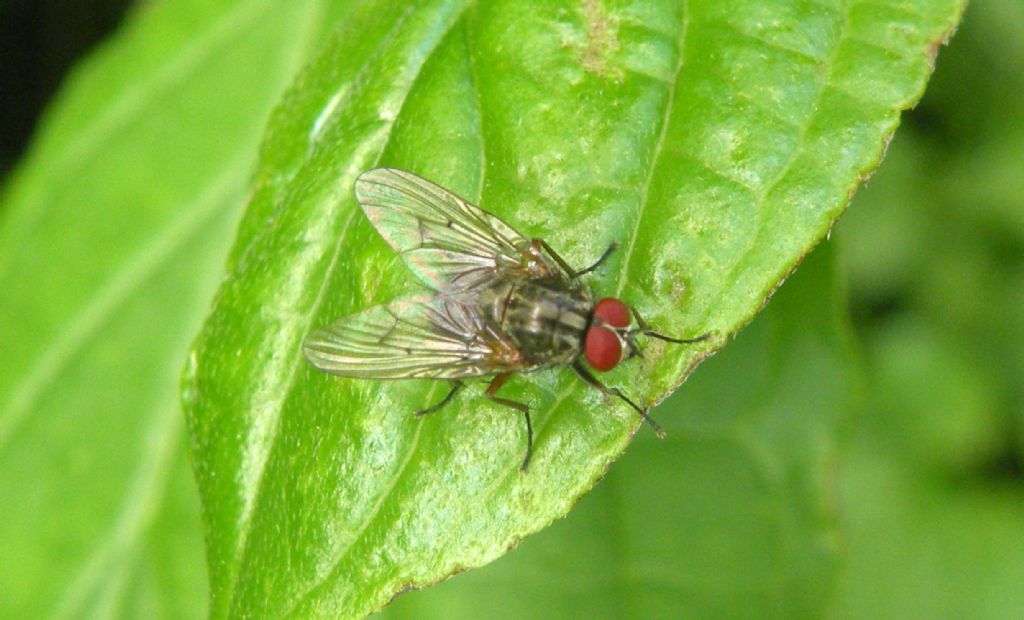 Muscidae:  Phaonia sp.  o Mydaea sp.