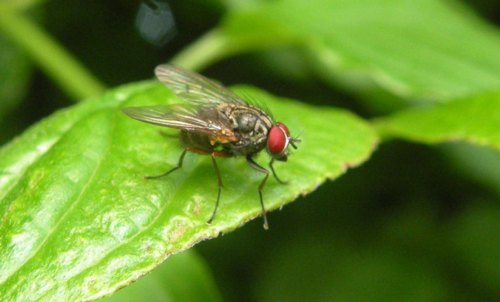 Muscidae:  Phaonia sp.  o Mydaea sp.